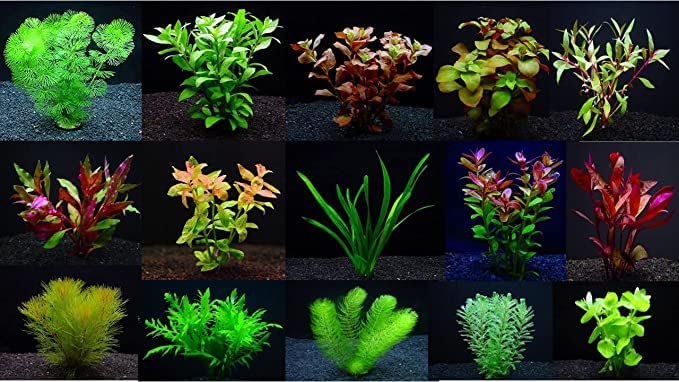 Amazon.co.jp: （水草）赤系水草 置くだけ簡単 マルチリング